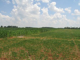 Property photo 1 - 180+/- Acres offered in 2 Tracts Land Auction, Highly Productive Tillable Cropland